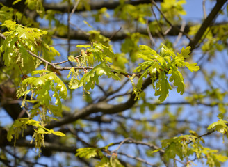 Branch with young leaves and inflorescences of an oak of English (Quercus robur L.)