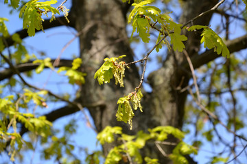 Blossoming of an oak of English (Quercus robur L.)