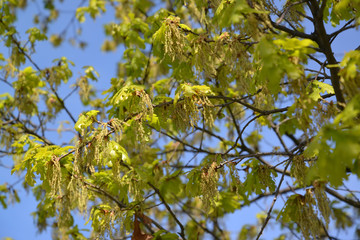 The blossoming oak English (Quercus robur L.)