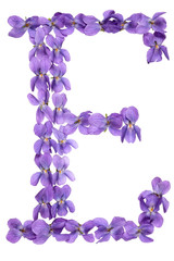 Fototapeta na wymiar Letter E from alphabet, from flowers of violet, isolated on white background