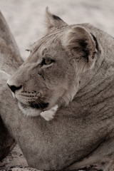 Kalahari Cub Focused