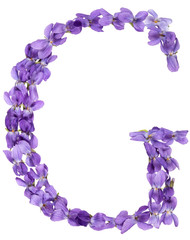 Fototapeta na wymiar Letter G from alphabet, from flowers of violet, isolated on white background