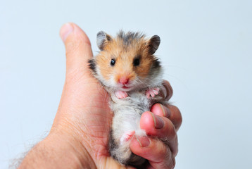 Syrian hamster in the hand looks at the camera