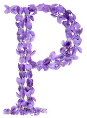 Letter P from alphabet, from flowers of violet, isolated on white background