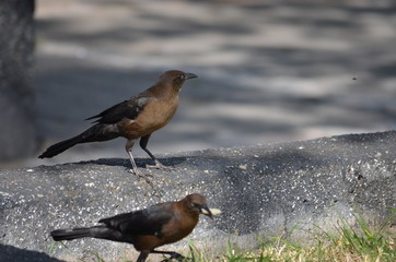 Dos pajaros buscando comida a la orilla de una fuente