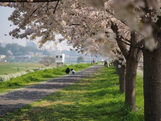sakura cherry blossom tree lined path