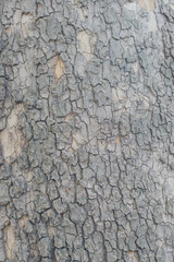 Background image - Wood texture