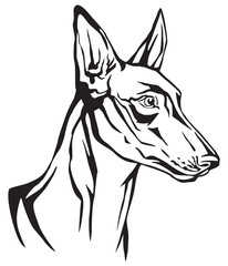 Decorative portrait of Pharaoh Hound vector illustration