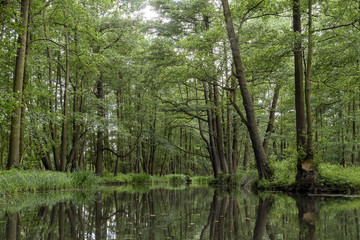 Obraz premium Kanal im Spreewald in Brandenburg