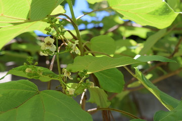 Kwitnąca katalpa © Anna