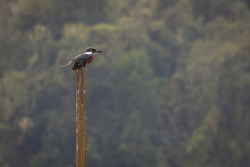 Kingfisher standing on top of wood post by Cutipay River in Valdivia, Chile. Wildlife nature concept