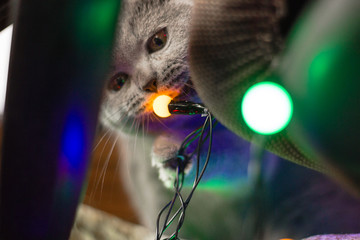 Grey kitten and garland