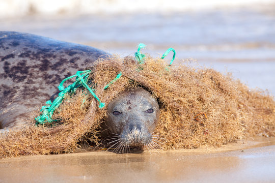 Plastic marine pollution. Seal caught in tangled nylon fishing net. Curious animal engages with the net but becomes entangled.