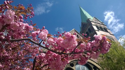 Kirche im Fr&uuml;hling mit rosa Bl&uuml;ten