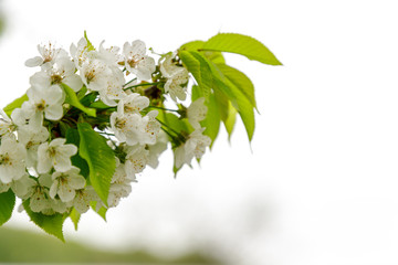 Beautiful cherry blossom (Cerasus avium) in spring time in nature. close up