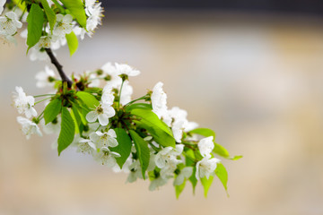 Beautiful cherry blossom (Cerasus avium) in spring time in nature. close up