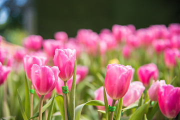 image of Pink tulips Flower. Beautiful bouquet colorful  in  the garden