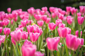 image of Pink tulips Flower. Beautiful tulips bouquet colorful  in  the garden
