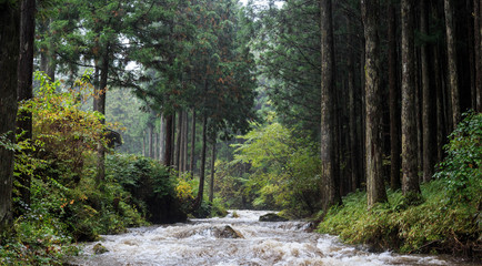 Morning light bouncing off mist and rain over mountain river flowing through woods