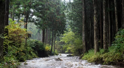 Gordijnen Bos rivier Morning light bouncing off mist and rain over mountain river flowing through woods  © Osaze