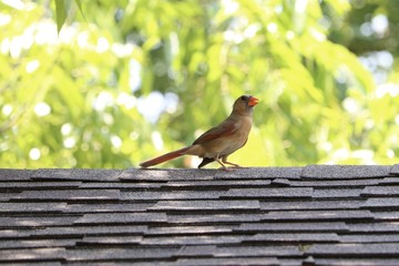 Female cardinal bird on roof