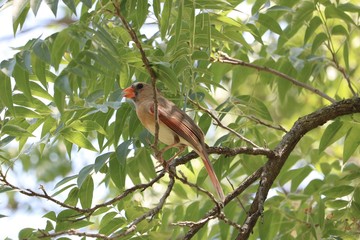 Female cardinal bird singing in tree