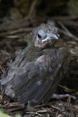 Closeup portrait of a very young cardinal bird learning to fly