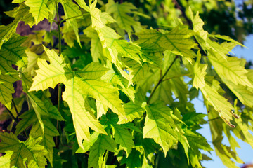 Maple leaf background. Green leaves on a sunny day.