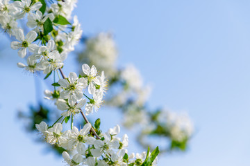 Beautiful cherry blossom (Cerasus avium) in spring time with blue sky. close up.