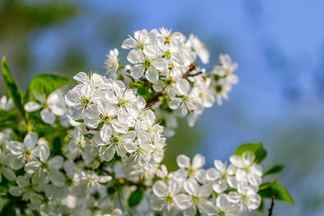 Beautiful cherry blossom (Cerasus avium) in spring time with blue sky. close up.