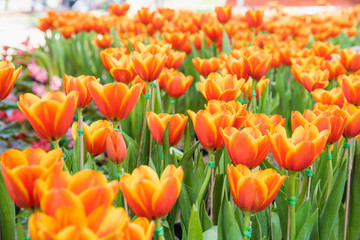 Obraz premium image of tulips Flower. Beautiful bouquet colorful in the garden