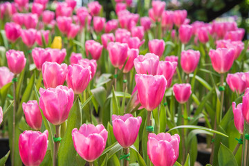 Fototapeta premium image of Pink tulips Flower. Beautiful tulips bouquet colorful in the garden