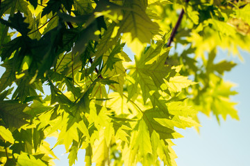 Maple leaf background. Green leaves on a sunny day.