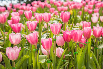 image of Pink tulips Flower. Beautiful tulips bouquet colorful  in  the garden