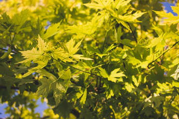 Maple leaf background. Green leaves on a sunny day.