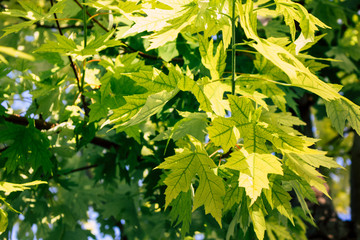 Maple leaf background. Green leaves on a sunny day.