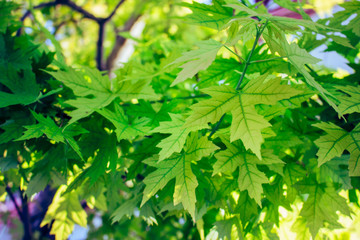 Maple leaf background. Green leaves on a sunny day.