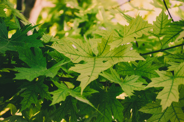 Maple leaf background. Green leaves on a sunny day.