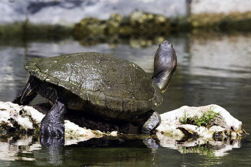Fototapeta premium Cuban slider (Trachemys decussata), turtle native to Cuba - Peninsula de Zapata National Park / Zapata Swamp, Cuba