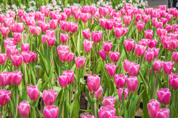 image of Pink tulips Flower. Beautiful bouquet colorful  in  the garden