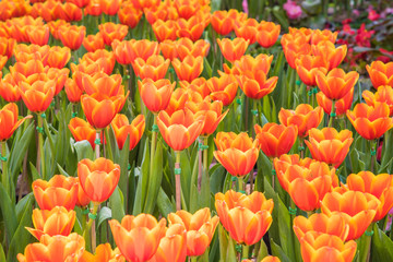 image of  tulips Flower background. Beautiful bouquet of tulips. colorful tulips. tulips in  the garden,Nature background.