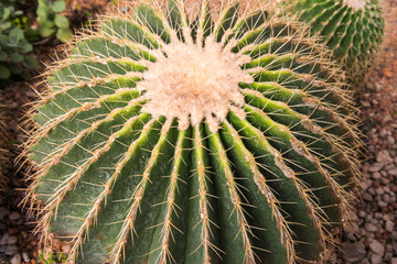Naklejka na ściany i meble image of golden barrel cactus (echinocactus grusonii)(Echinocactus)