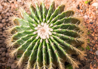 image of golden barrel cactus (echinocactus grusonii)(Echinocactus)