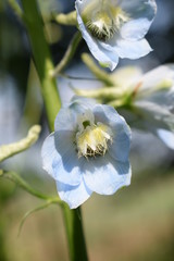 Kwiat niebieskiej ostróżki - obrazy, fototapety, plakaty