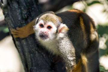 Totenkopfaffe im Dschungel in Südamerika