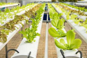 Organic hydroponic vegetable cultivation farm,Red oak, green oak,  cultivation hydroponic green vegetable