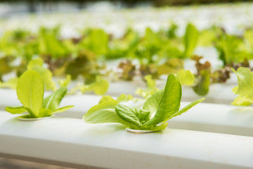 Organic hydroponic vegetable cultivation farm,Red oak, green oak,  cultivation hydroponic green vegetable