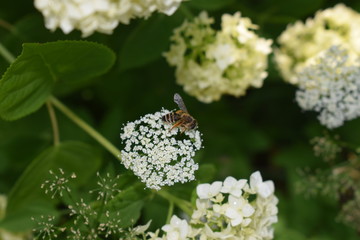 Pszczoła na podagryczniku wśród hortensji © Anna