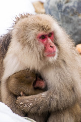 Nagano, Japan : The monkey is hugging the baby monkey at Jigokudani, Japan