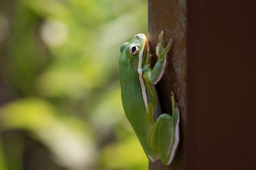 Green Treefrog Peeking Behind Reddish Brown Post on Sunny Morning